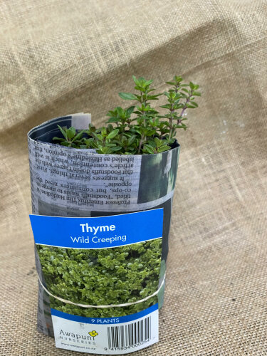 Thyme - Wild Creeping